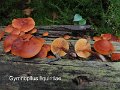 Gymnopilus liquiritiae-amf46
